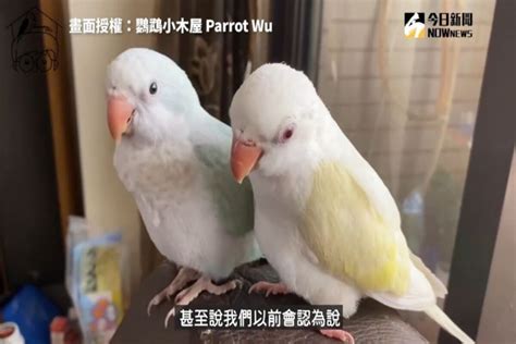 養鳥禁忌|【鳥風水】養鳥風水知多少？居家養鳥禁忌大公開，讓你財運亨通。